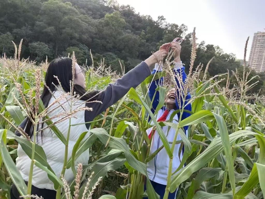 同学们认真测量玉米植株的高度