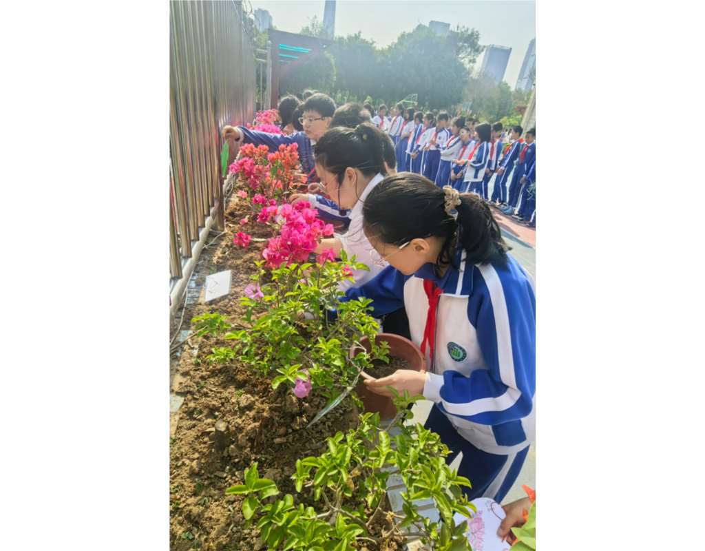 深圳市洪湖小学开展"簕杜鹃认养计划"劳动教育实践