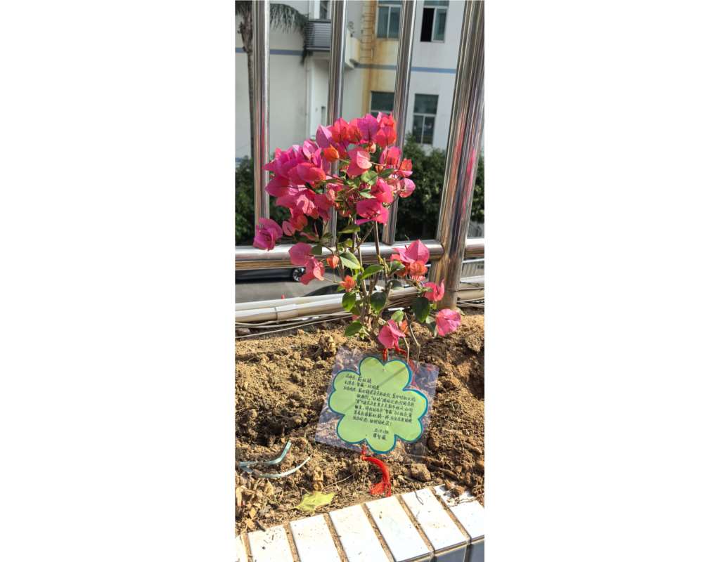 深圳市洪湖小学开展"簕杜鹃认养计划"劳动教育实践
