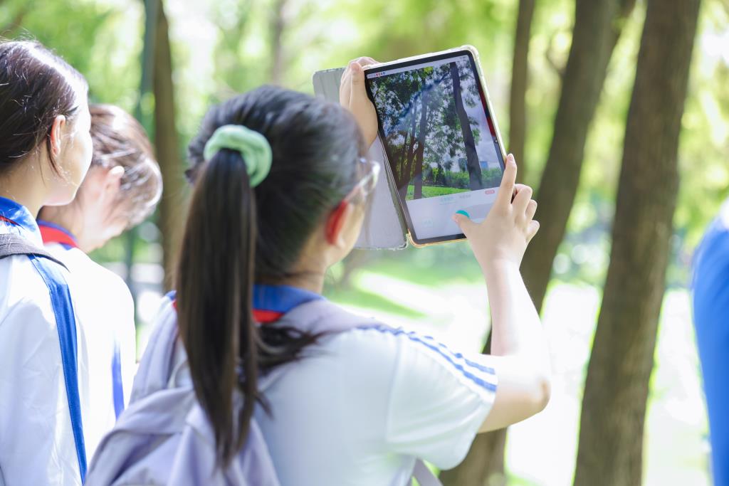 红岭小学·匠心课程 | 探秘洪湖落羽杉 跨学科研学赋能湿地生态教育​