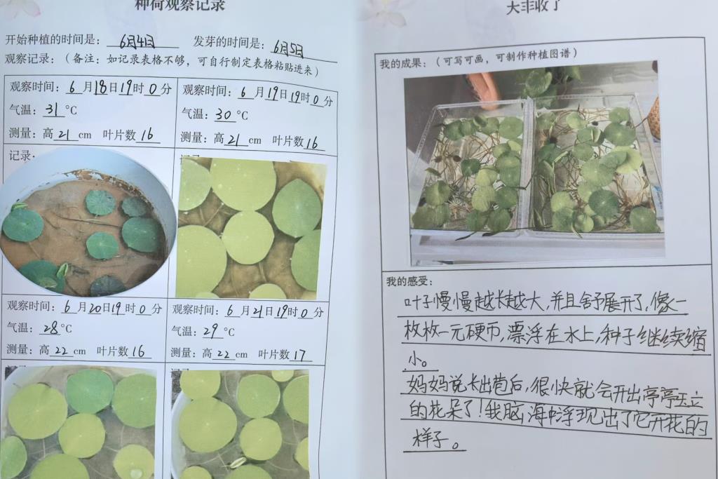 2025年春季学期，深圳市洪湖小学以“荷”为媒，为六个年级量