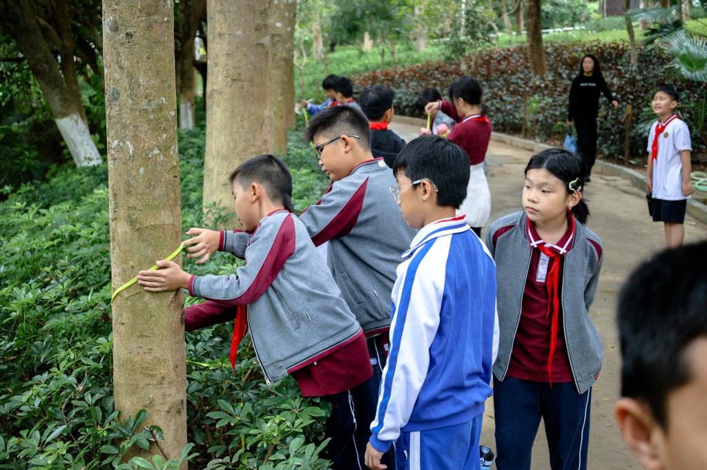 华美外国语学校“每周半天计划”——“数”测森林碳汇