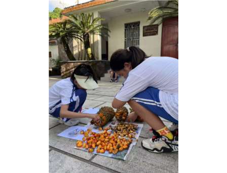 探寻苏铁植物繁衍奥秘 ——翠北实验小学“行走的思政课”（第17期）