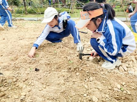 生态金秋，多元探究——大望学校持续推进“金秋种植”研学实践项目