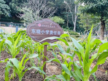 “玉”见美好  “种”有收获——深圳市东晓小学“每周半天计划”之“金秋种植”研学活动