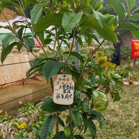 师生携手植新绿，山水育人润美德——深圳市大望学校开展植树节主题实践活动