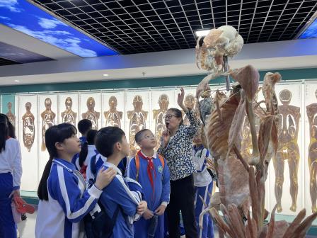 洪湖小学“每周半天计划”：探秘中医药文化馆，开启非遗传承与现代科技的交融之旅