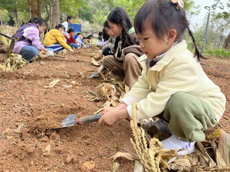 朝阳少年探农耕   劳动教育促成长——深圳市东晓小学“每周半天计划”之“红领巾寻劳动美”