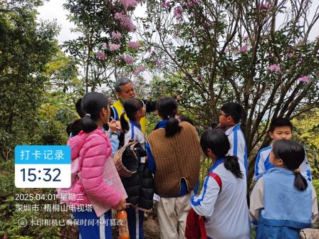 行走的思政课｜第22期：梧桐山自然导赏之旅 ——翠北实验小学师生探秘毛棉杜鹃，共上一堂“生态思政课”