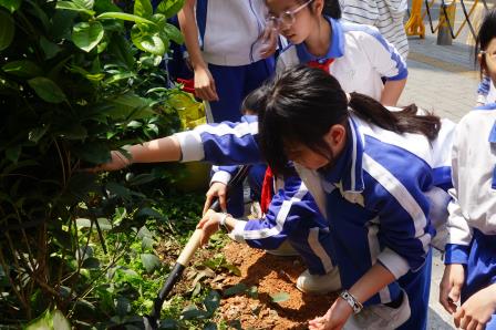 校社共植 桂香润心 | 罗湖小学联合罗湖桥社区开展植树活动  