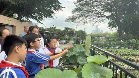 “荷”间探趣，园校共谱实践新章——洪湖小学少先队员代表赴洪湖公园开展“荷韵”课程调研走访活动  