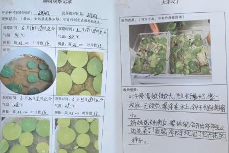 荷韵满校园：2025年春季深圳市洪湖小学荷韵课程活动绽放异彩