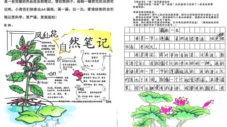 荷韵满校园：2025年春季深圳市洪湖小学荷韵课程活动绽放异彩