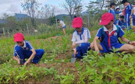 新秀小学春耕记：在泥土中播种成长——记新秀小学参与罗湖区“春耕计划”项目式学习实践