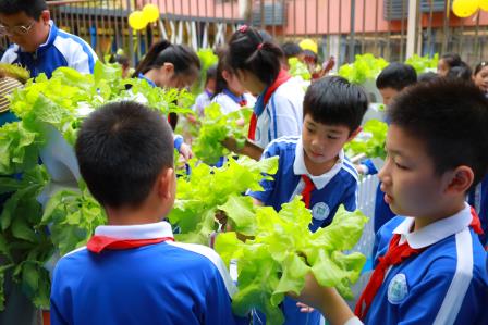 蔬趣满园 共创丰收 ——罗湖实验学校智慧农业劳动教育实践基地举行采摘活动