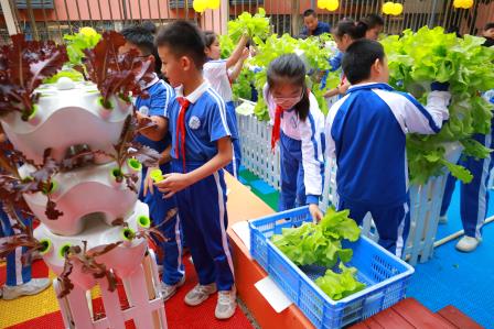 蔬趣满园 共创丰收 ——罗湖实验学校智慧农业劳动教育实践基地举行采摘活动