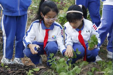 从田间到餐桌，以食物链接自然与生活 ——深圳市东昌小学“金秋读蔬荟”研学实践课程圆满落幕