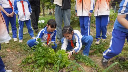  把课堂搬进田野，收获满满烟火气 ——深圳市梧桐小学开展生态农耕基地秋冬“读蔬荟”劳动实践育人项目式学习活动