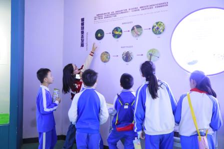 邂逅自然 探索奥秘——深圳市仙桐实验小学开展“每周半天计划”校外实践活动