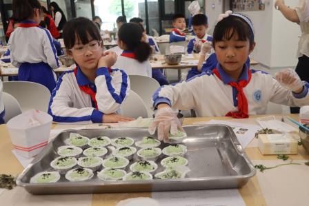 中医药+劳动教育，罗外小学师生解锁艾草青团新体验