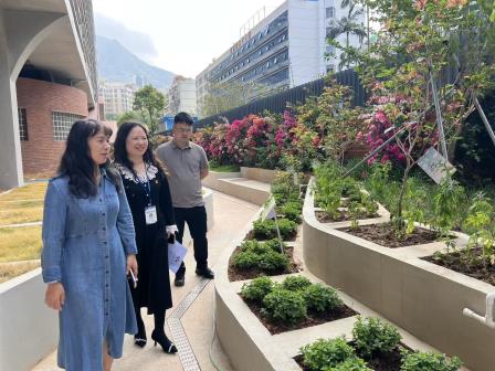 中医药+劳动教育，罗外小学师生解锁艾草青团新体验