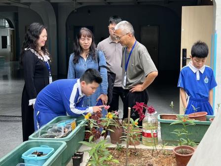 中医药+劳动教育，罗外小学师生解锁艾草青团新体验
