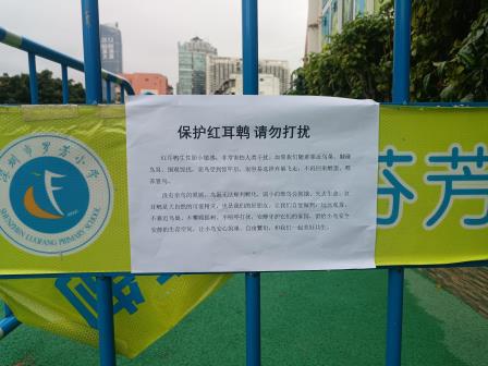 小小红耳鹎 大大生命课——罗芳小学自然生命教育实践