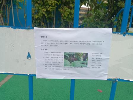 小小红耳鹎 大大生命课——罗芳小学自然生命教育实践
