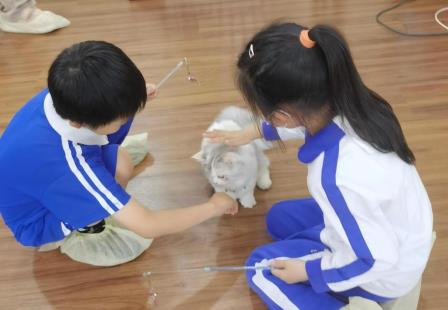 愈见萌宠，治愈心灵 —— 深圳市仙桐实验小学动物辅助疗法活动暖心回顾