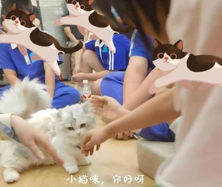 愈见萌宠，治愈心灵 —— 深圳市仙桐实验小学动物辅助疗法活动暖心回顾