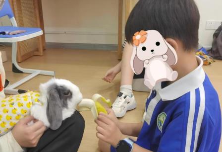 愈见萌宠，治愈心灵 —— 深圳市仙桐实验小学动物辅助疗法活动暖心回顾