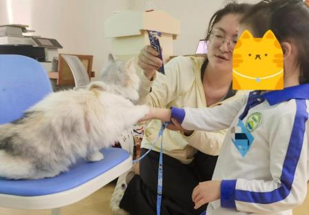 愈见萌宠，治愈心灵 —— 深圳市仙桐实验小学动物辅助疗法活动暖心回顾
