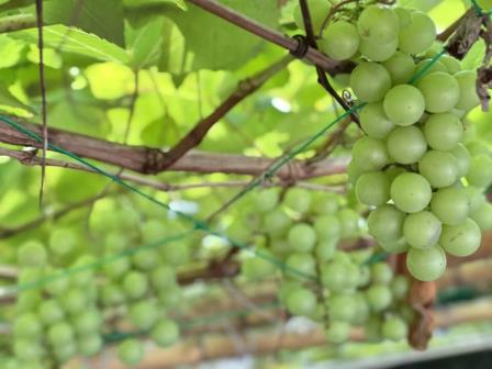 生活课程不设限：从“衣食住行”开始，真实地去生活